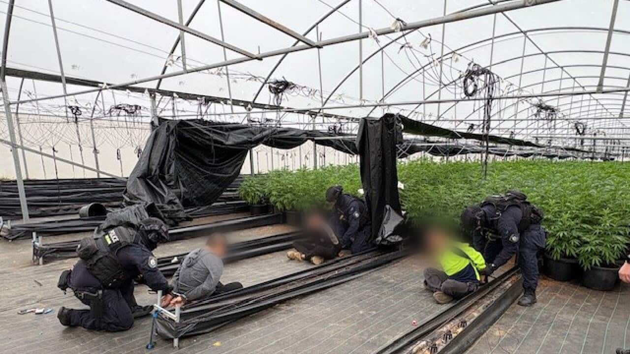 Nineteen charged and more than $80m worth of cannabis seized by Drug & Firearms Squad detectives in Canley Vale