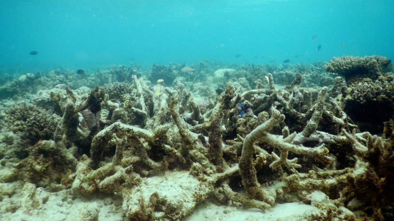 Degraded coral reefs at Lizard Island, Northern Great Barrier Reef