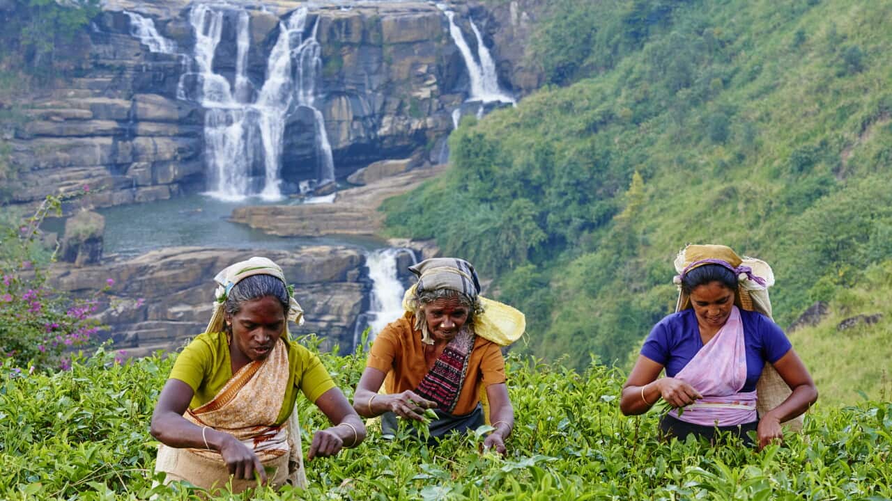 Sri Lanka, Nuwara Eliya, tea plantation