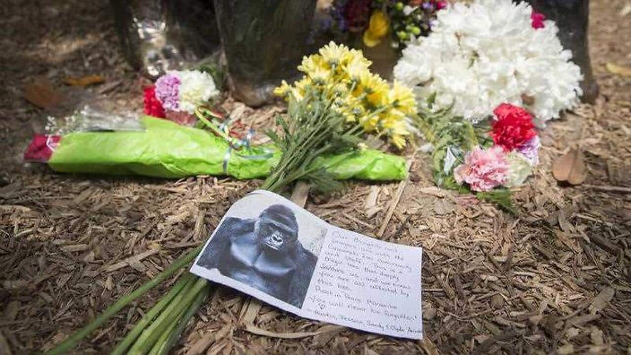 A sympathy card rests at the feet of a gorilla statue outside the Gorilla World exhibit at the Cincinnati Zoo & Botanical Garden (AAP)