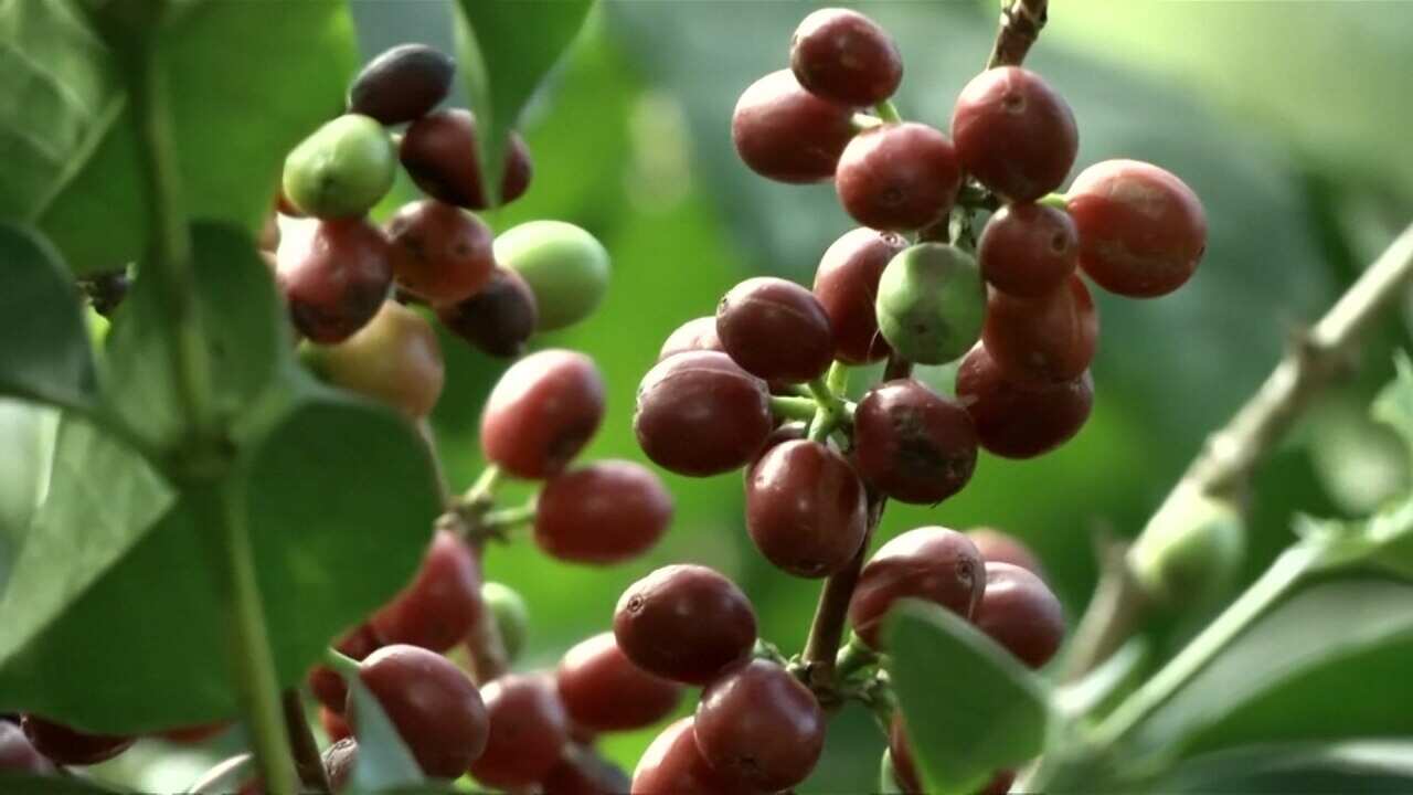 Coffee extinction
