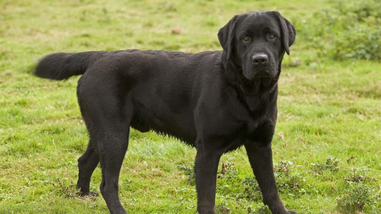 Dog - Black Labrador