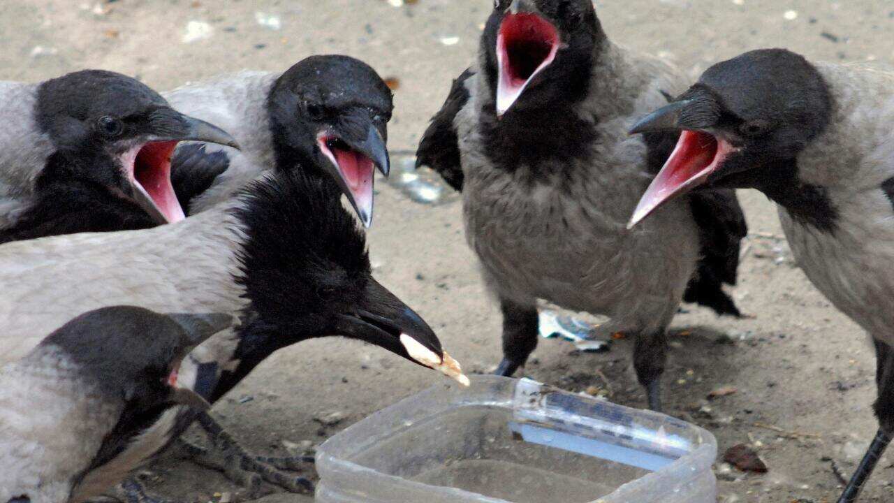 Crows