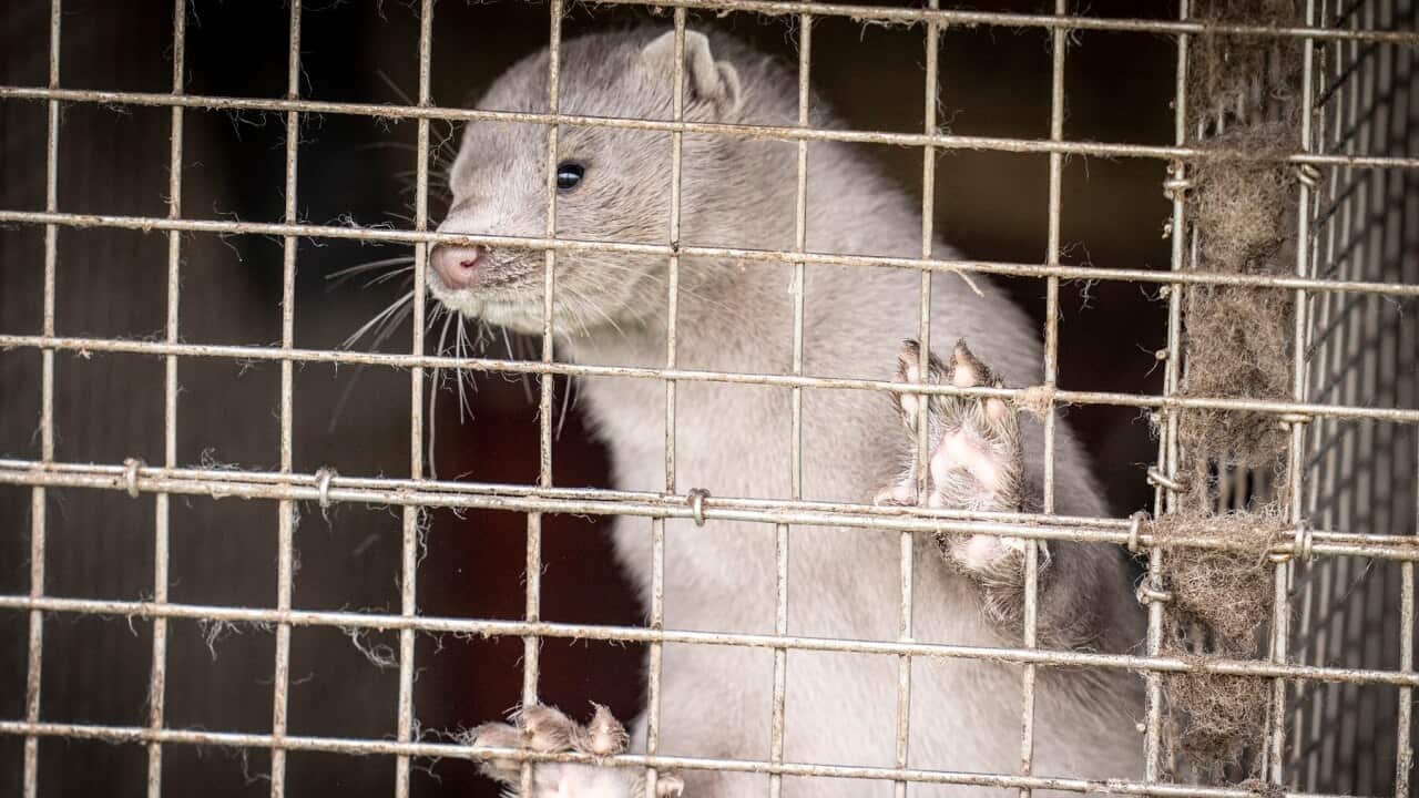 Minks at a fur farm in Gjoel in North Jutland, Denmark