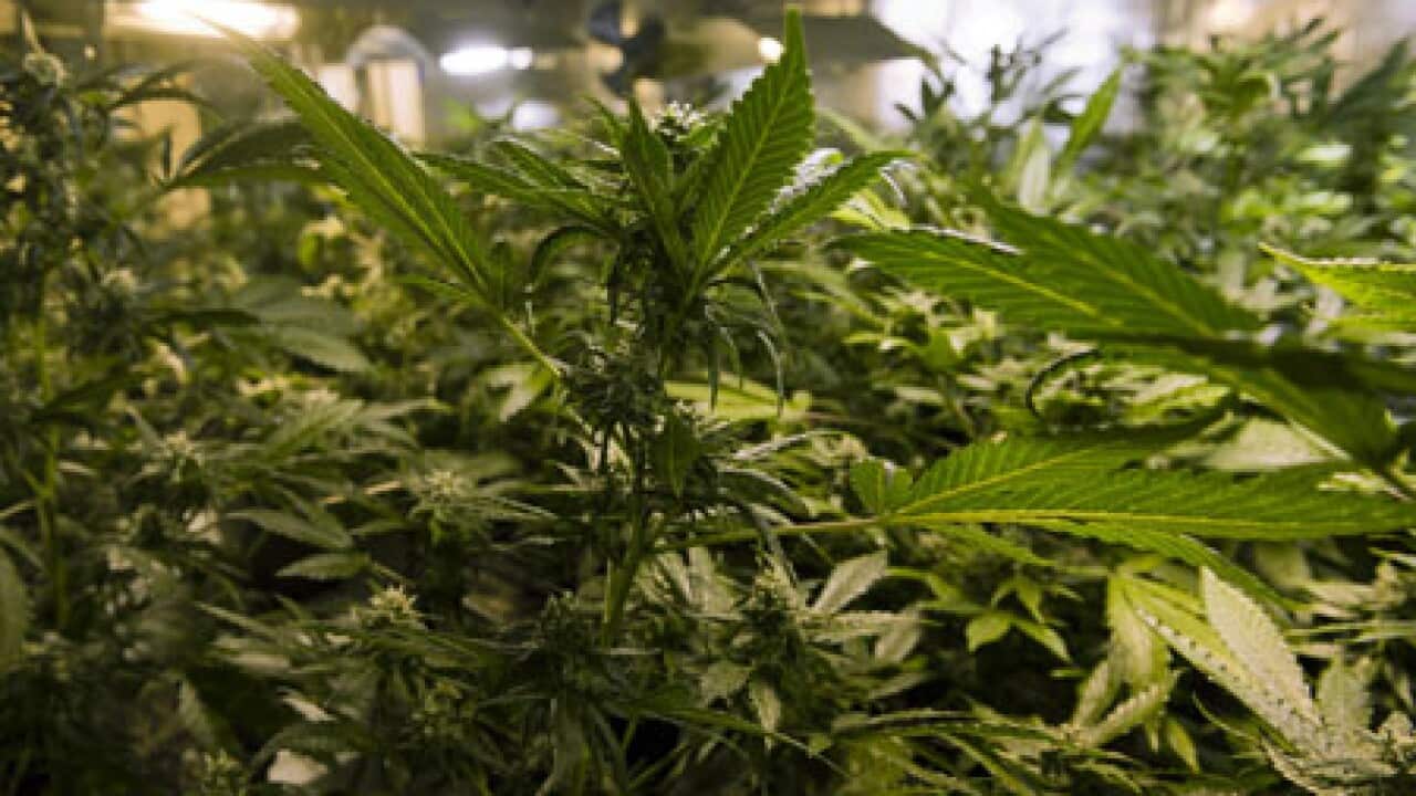 cannabisgetty100612_L_1472673627