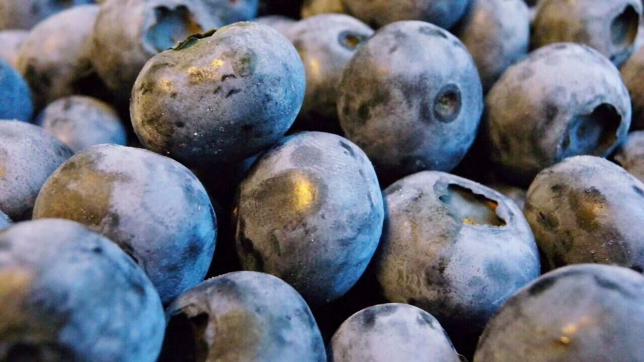 Blueberries might help Alzheimer's