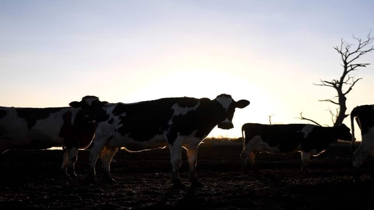 Dairy cattle during milking time at a farm.