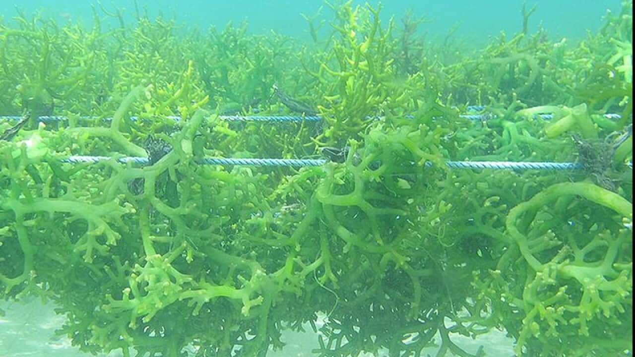 Seaweed farming