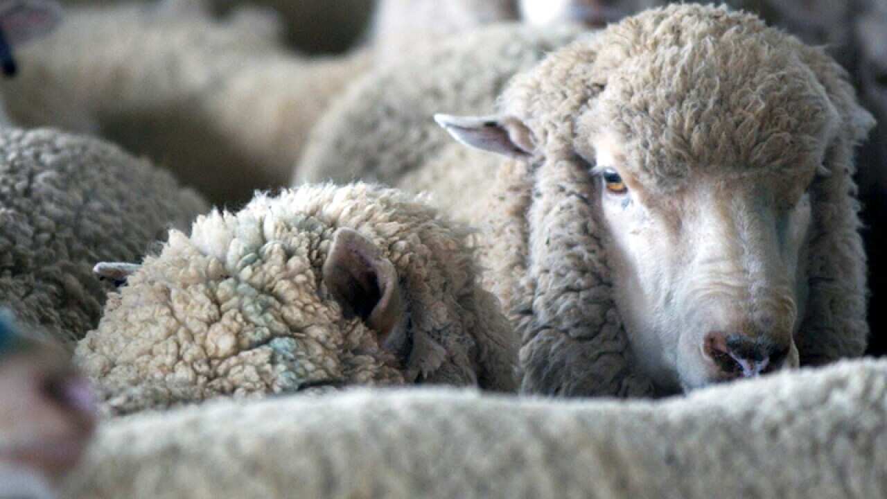 The sheep deaths have been called 'unacceptable'.