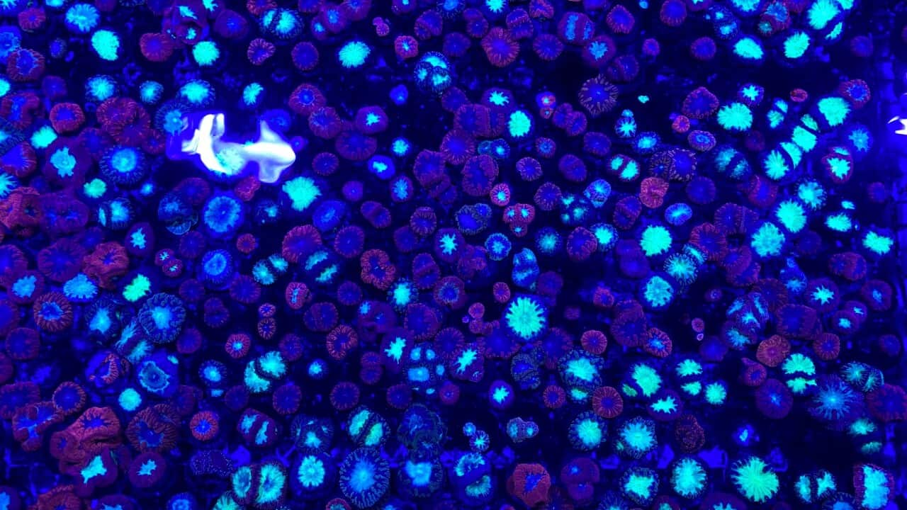 : Some of the colourful corals growing in Dr Dean Miller’s lab (SBS-Stefan Armbruster)