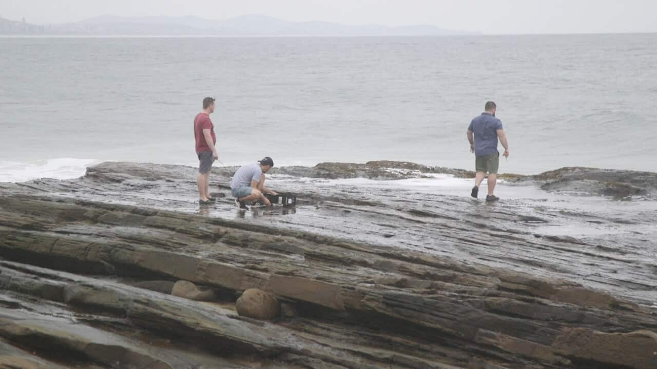 Nick Baker takes two chefs to forage for seaweed near Point Arkwright.