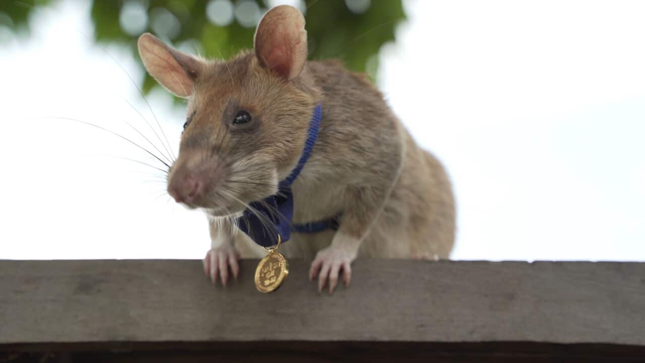 Cambodian landmine detection rat, Magawa, wearing his PDSA Gold Medal, the animal equivalent of the George Cross.