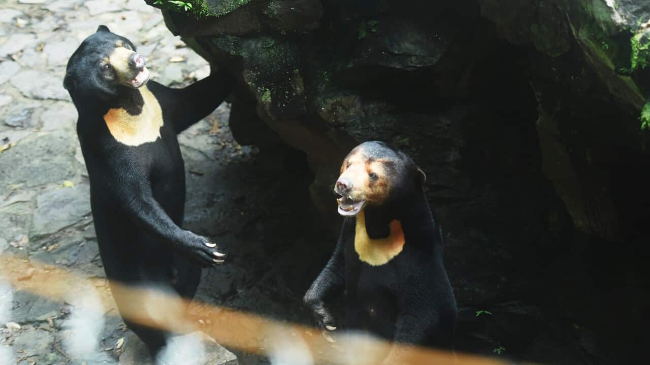 Two sun bears standing in an enclosure at Hangzhou Zoo.