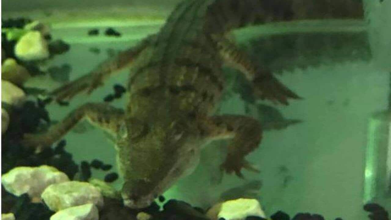 A freshwater Crocodile found in a raid