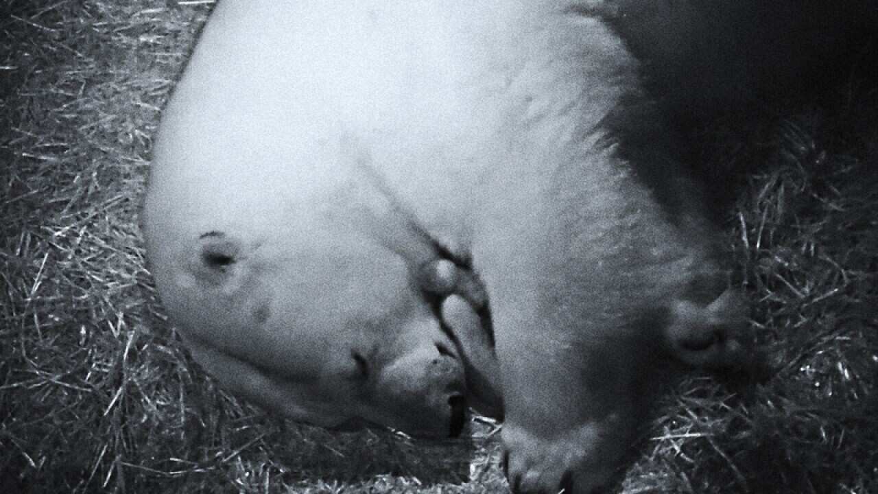 Sea World polar bear Liya with her new cubs