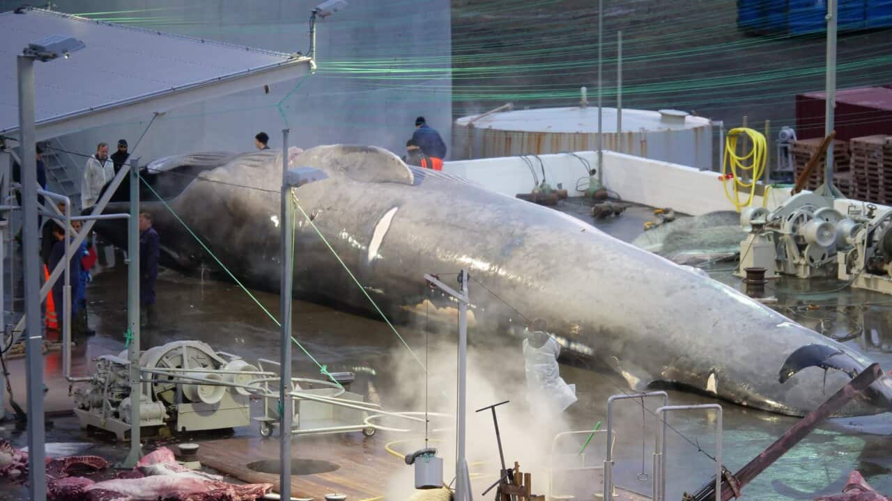 Sea Shepherd claims a whaling company may have killed an endangered blue whale.