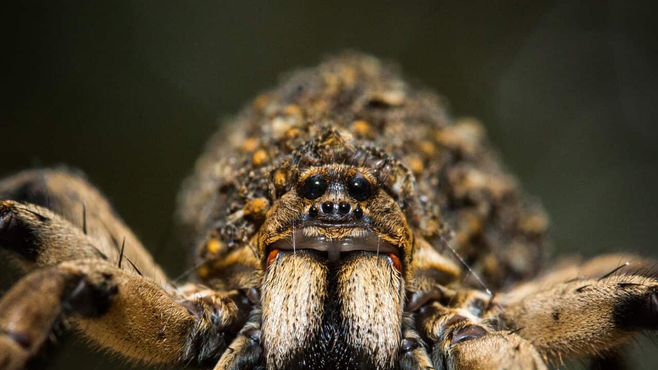 (Lycosidae) Wolf Spider, Australia