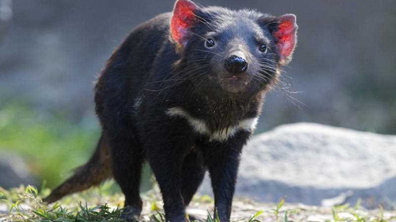 Tasmanian Devils face a new cancer threat.