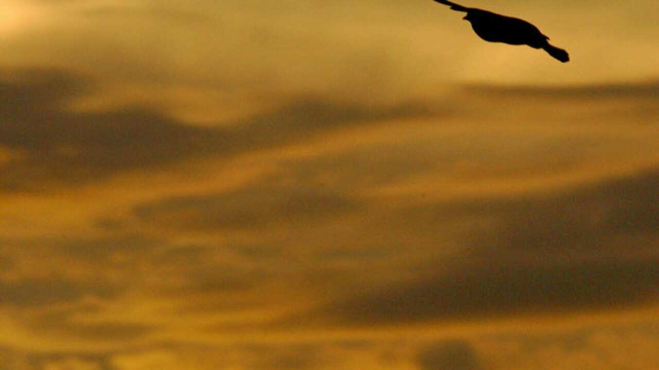 dove_suicide_generic_121210_getty_1488909960