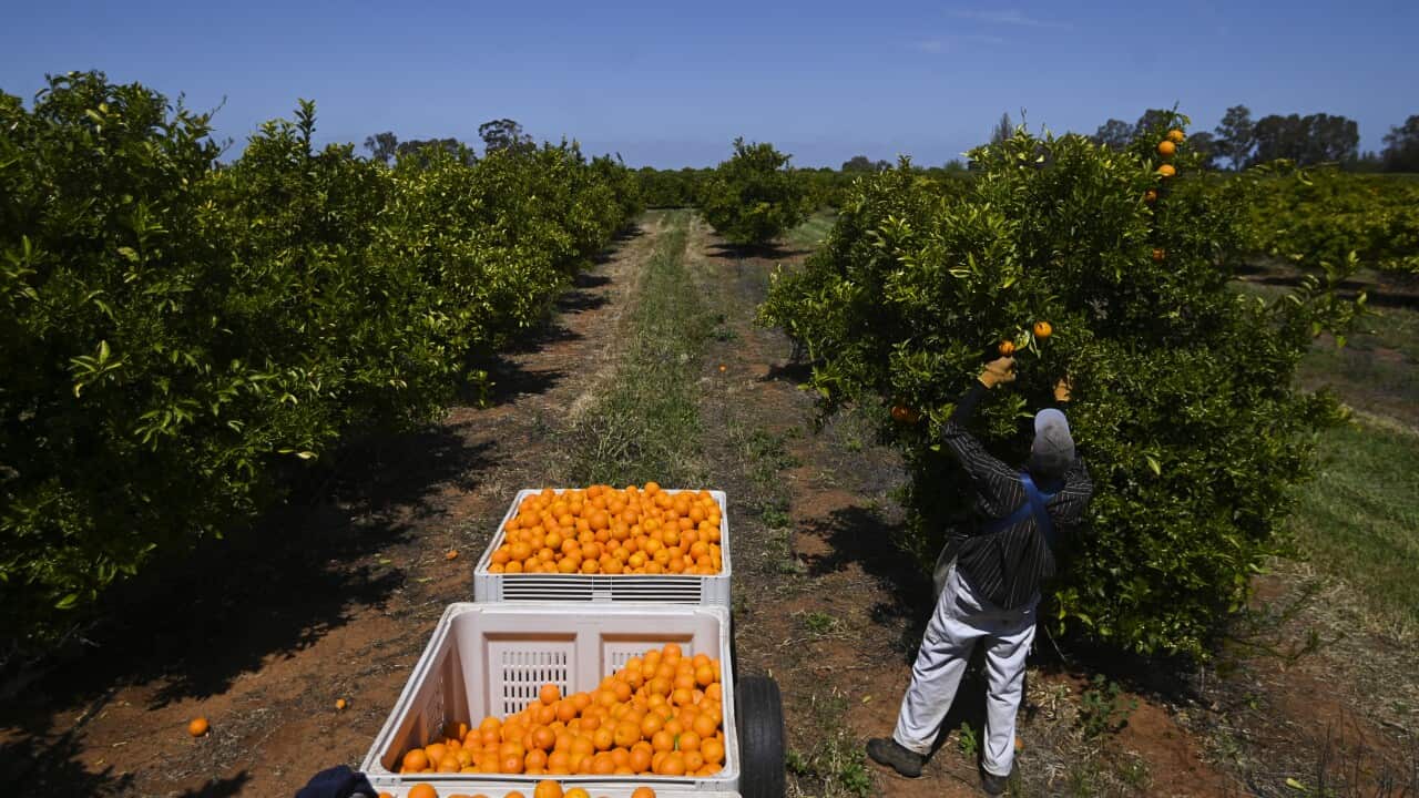 A fruit picker harvesting oranges