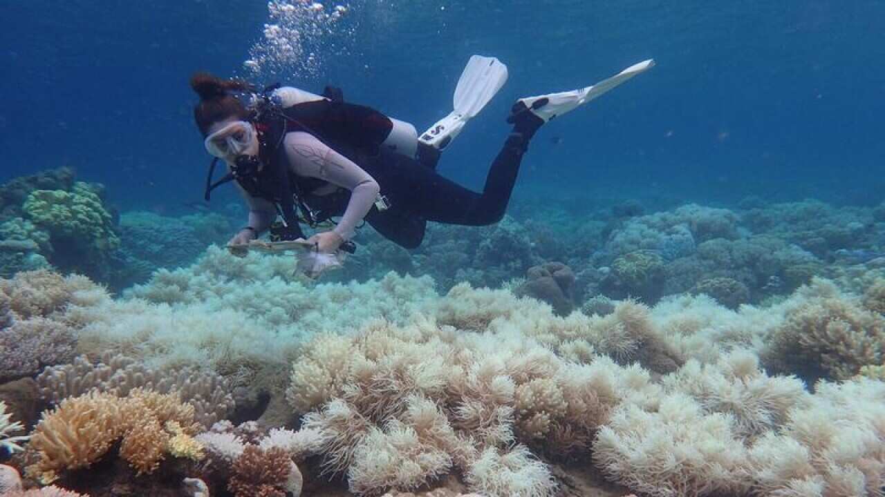 The Great barrier Reef.