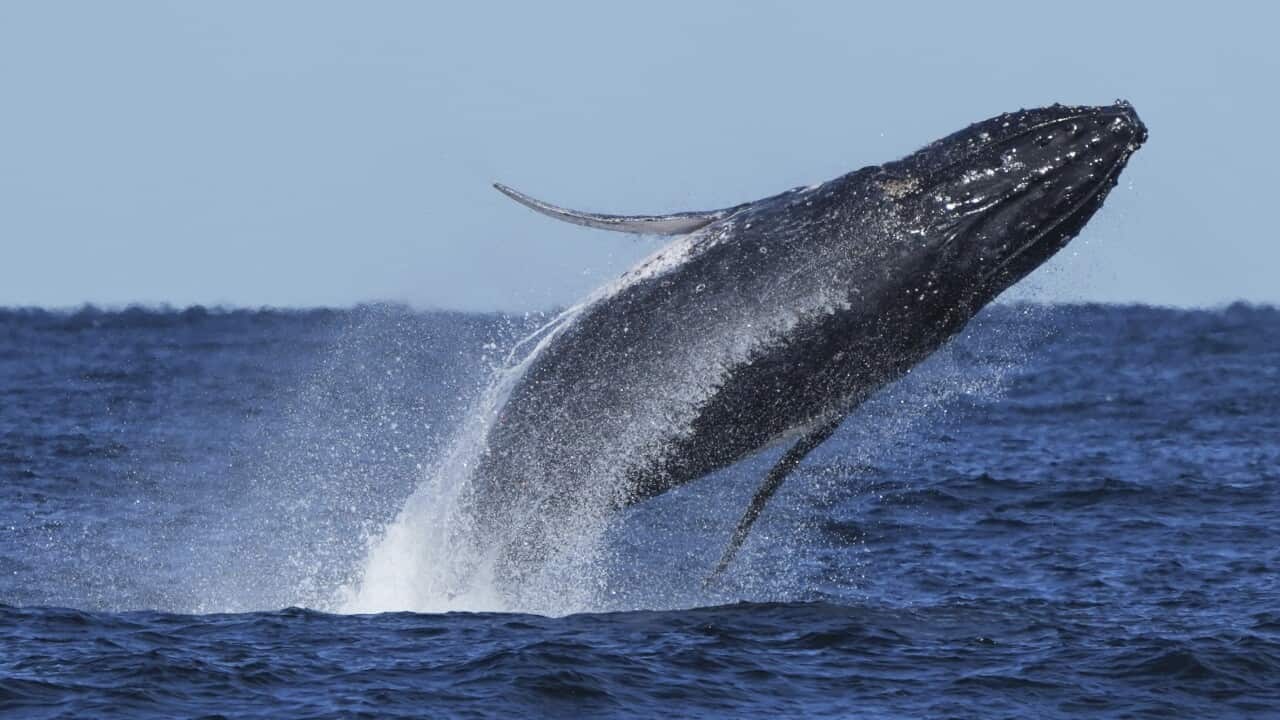 Australia Humpback Highway