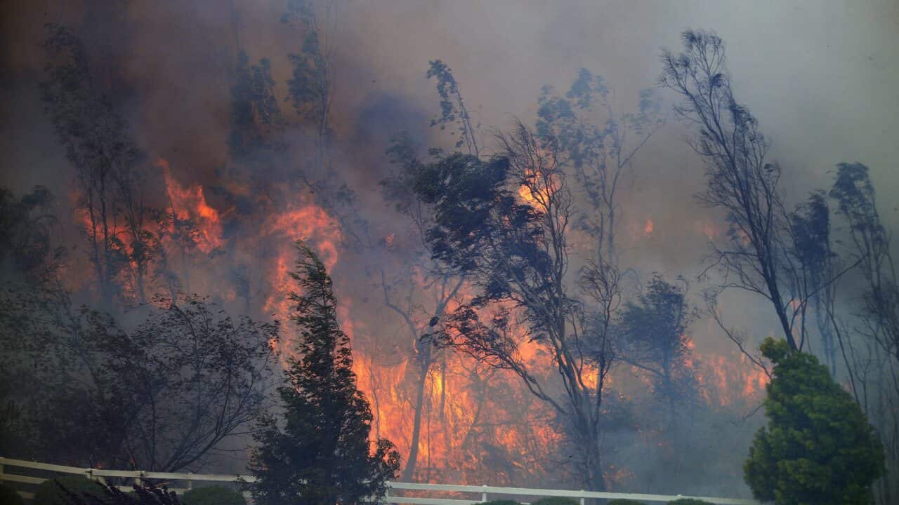 Trees burn as the Bernardo Fire moves through a canyon between the Rancho Santa Fe and Fairbanks neighborhoods north of San Diego (AAP)