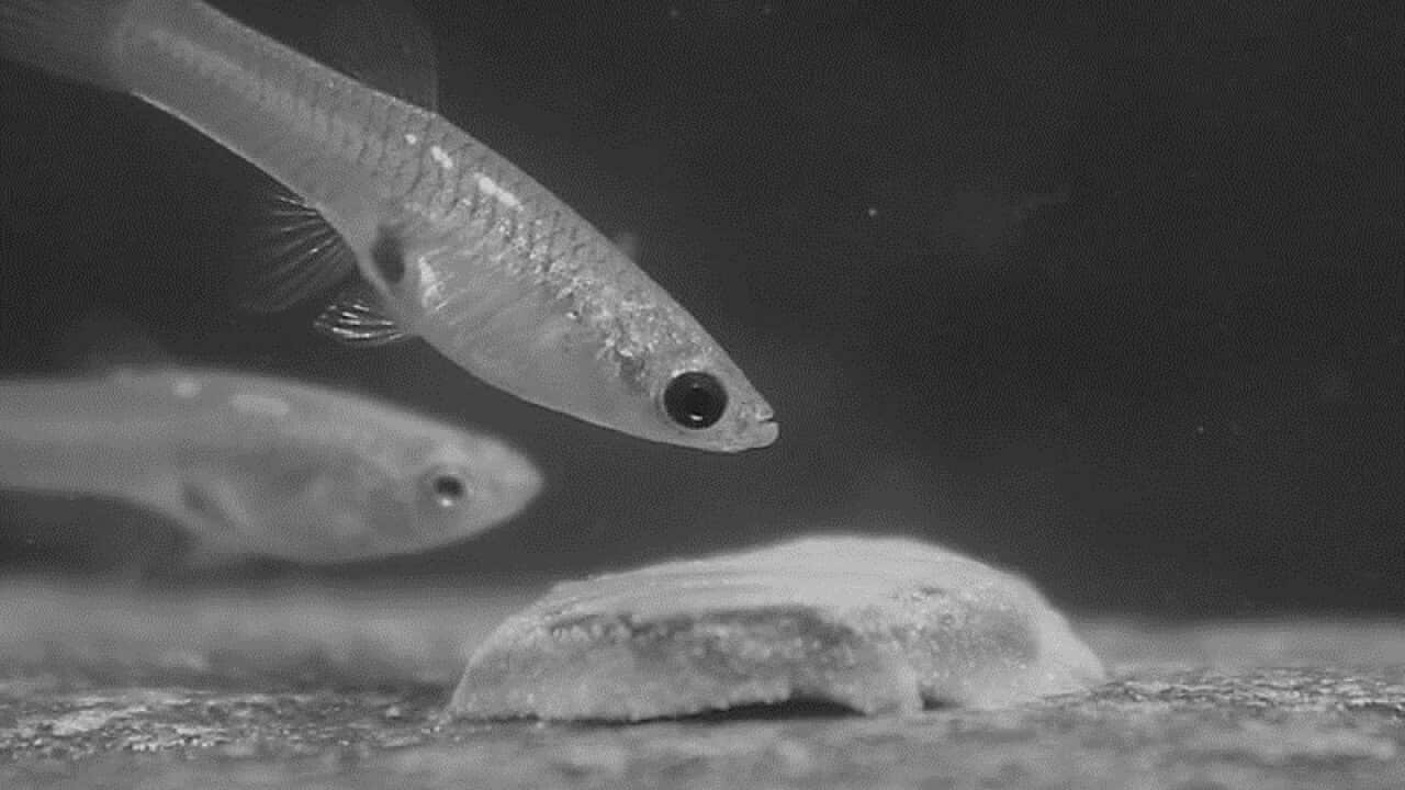 Guppies change eye colour