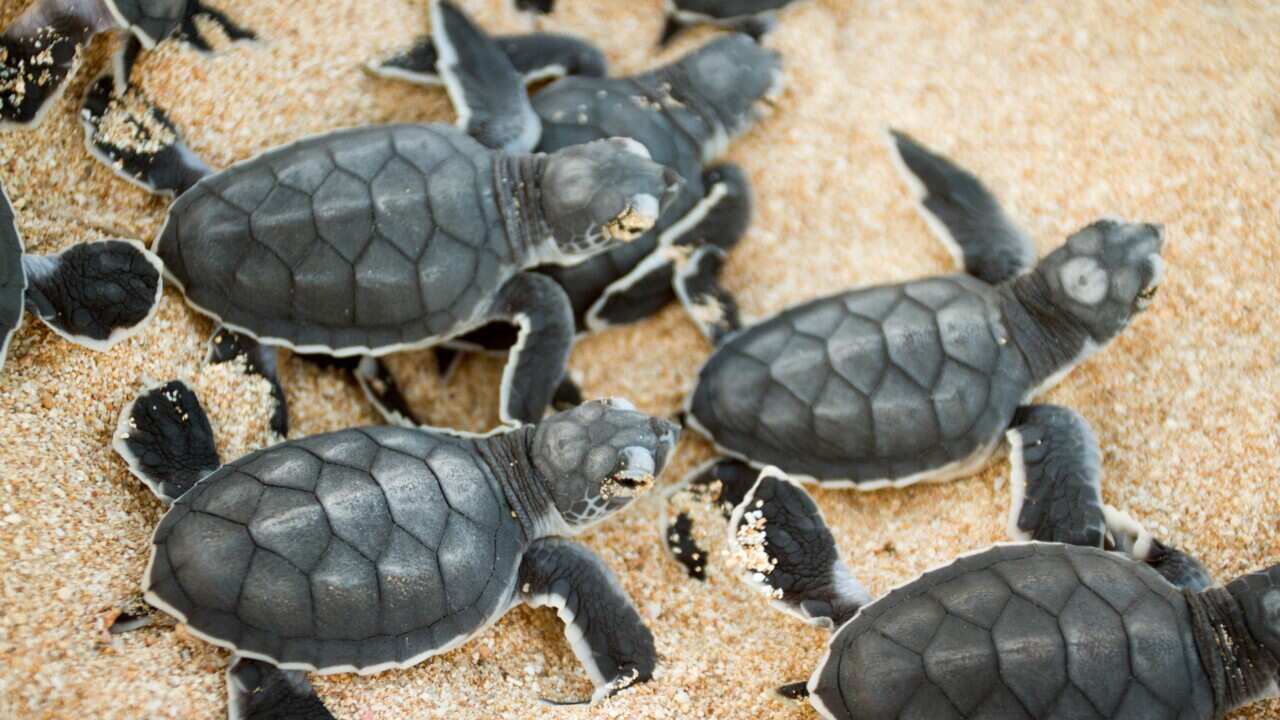 Green turtle hatchlings