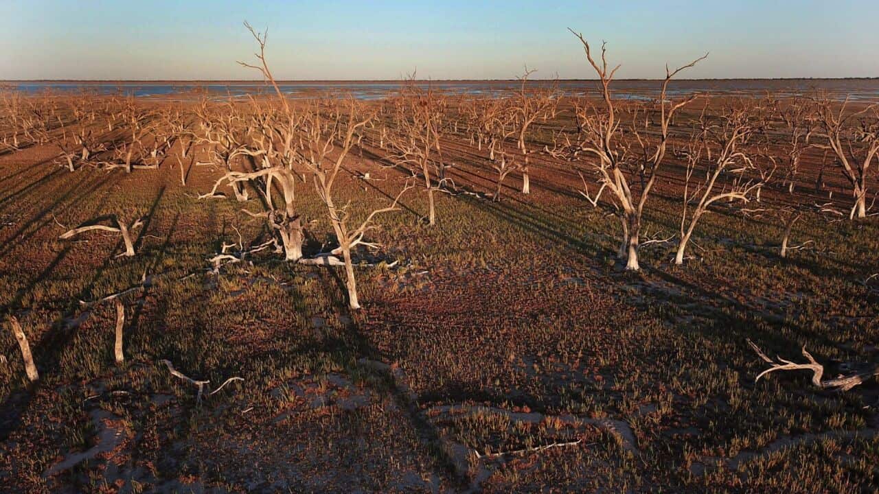 The Darling River and the Menindee Lakes are under pressure from low water flow as a result of the continuing drought affecting more than 98% of New South Wales in 2019.
