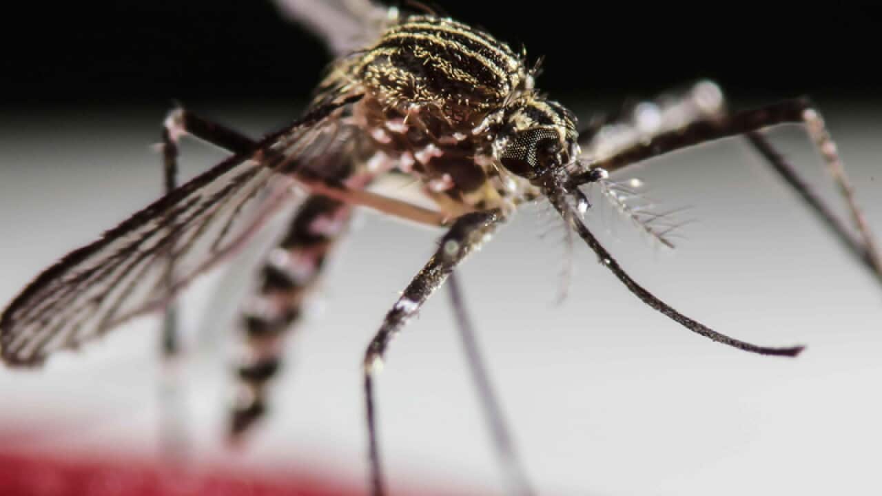 Mosquito.
