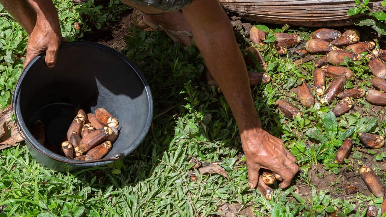 Foraging in the Amazon