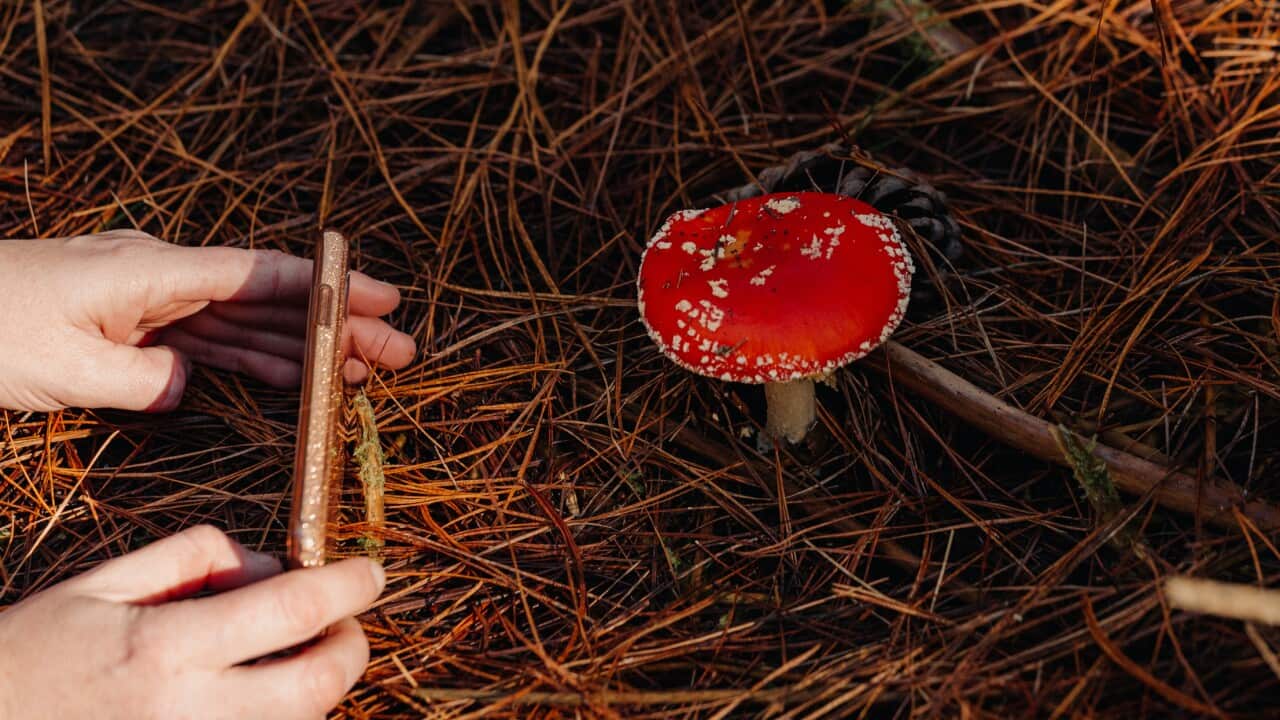 Australia Explained - Fly Agaric mushroom