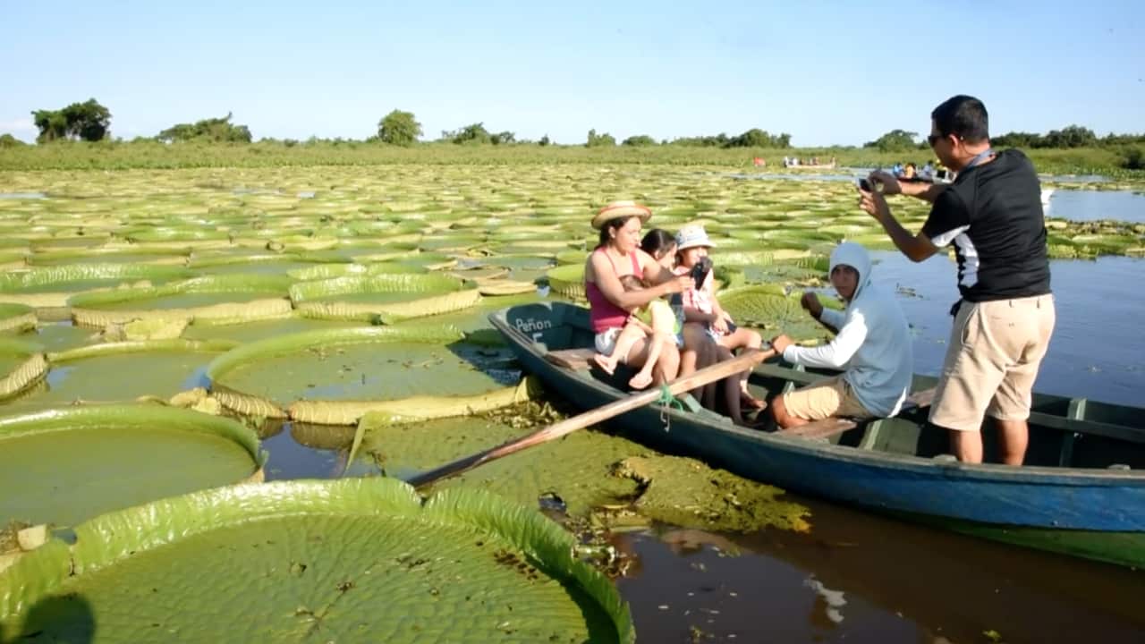 Lirios gigantes en Paraguay