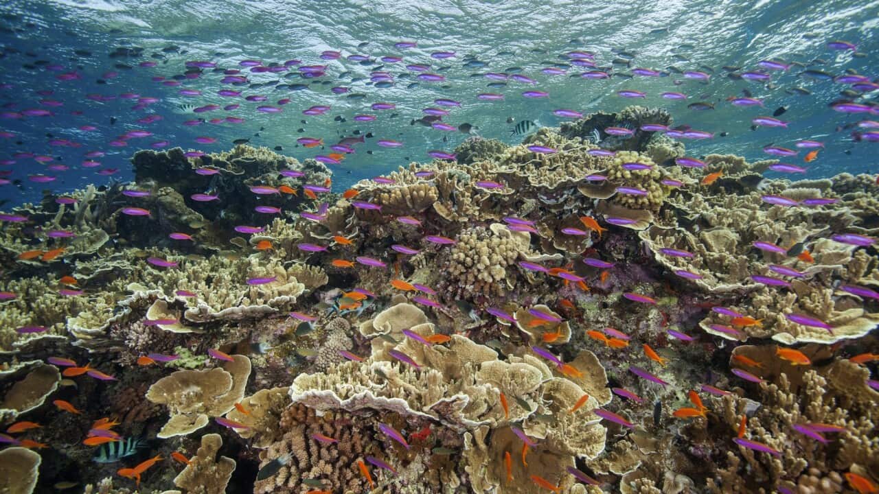 Australia Barrier Reef