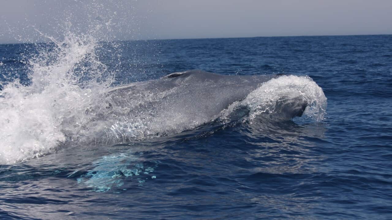 Photograph Australian Antarctic Division.Gday, Attached pics for keyword: Whale. Source: The Australian Antartic Division Regards,Ed