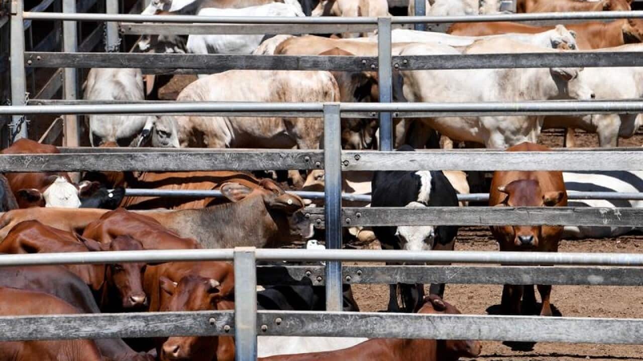 A file image of cattle being readied for auction in Queensland.