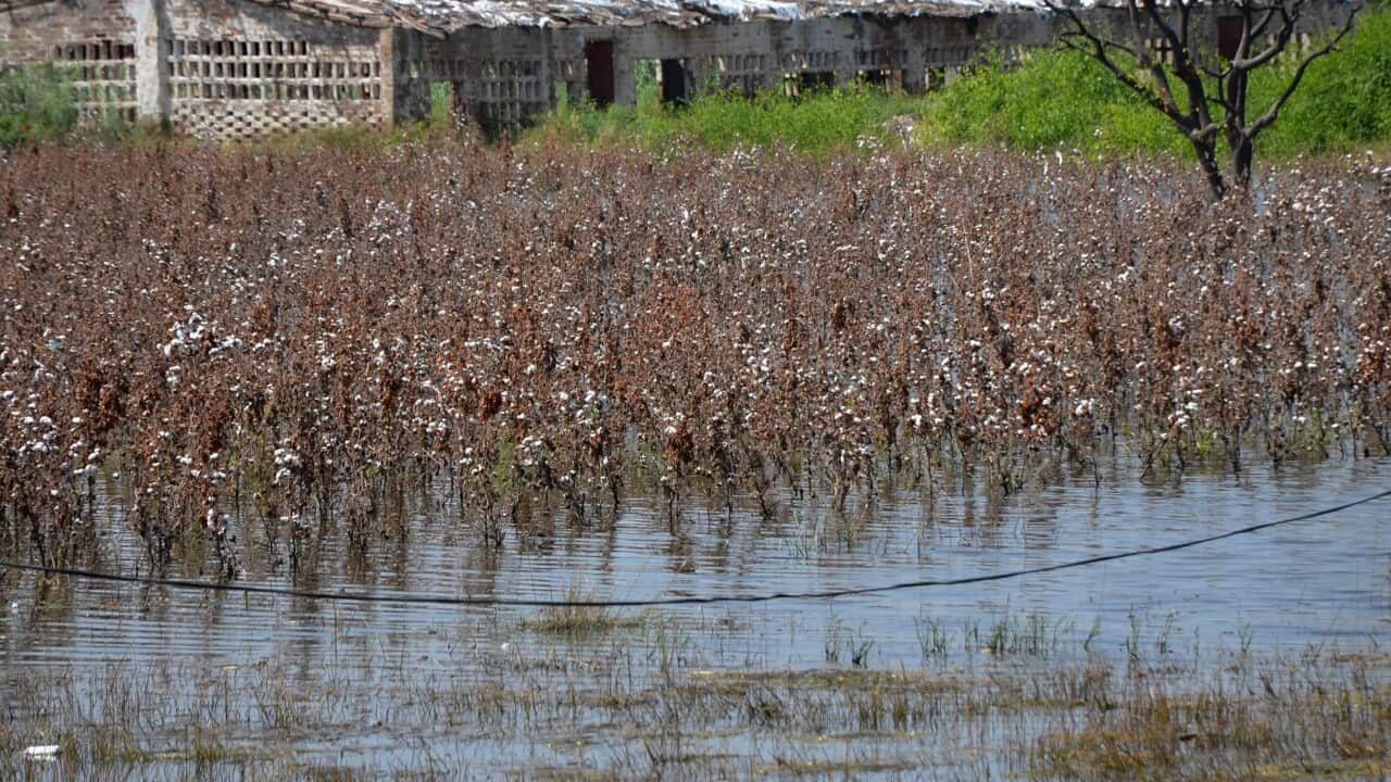 Cotton crops are submerged in floodwaters in Sindh province, Pakistan