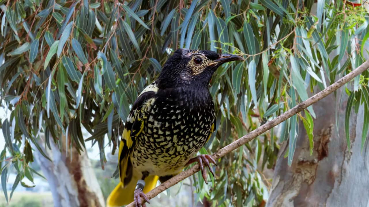 Copy of ALC ELEX 25 YT TEMPLATE (3).png