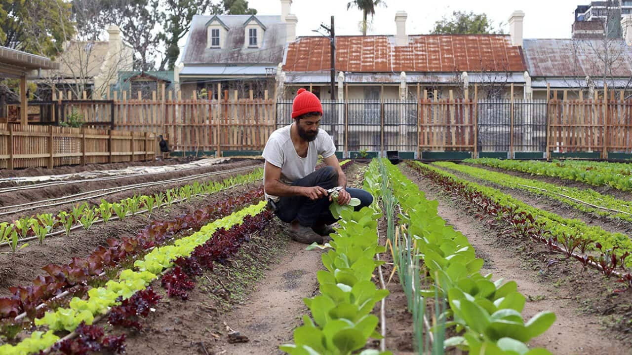 Michael Zagoridis from Pocket City Farms