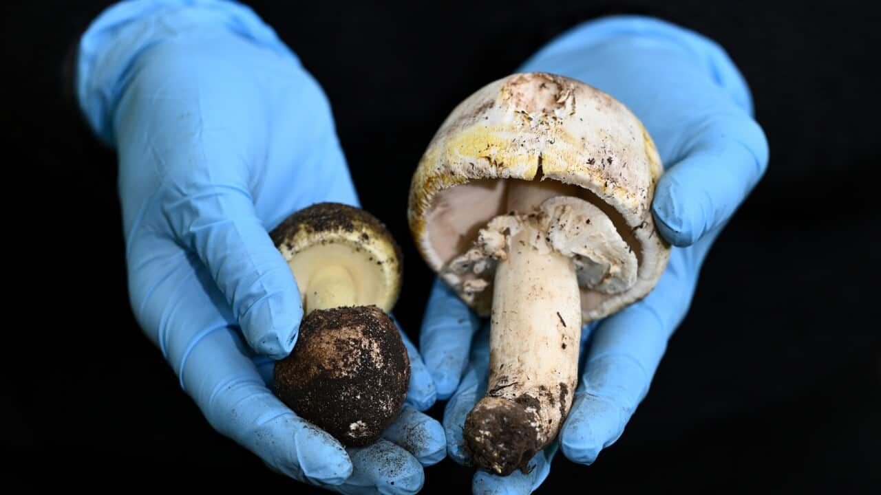 A pair of hands in blue gloves hold two mushroom specimens