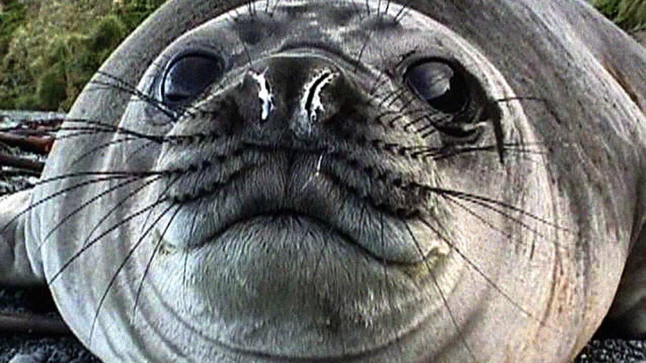 SEAL DIET