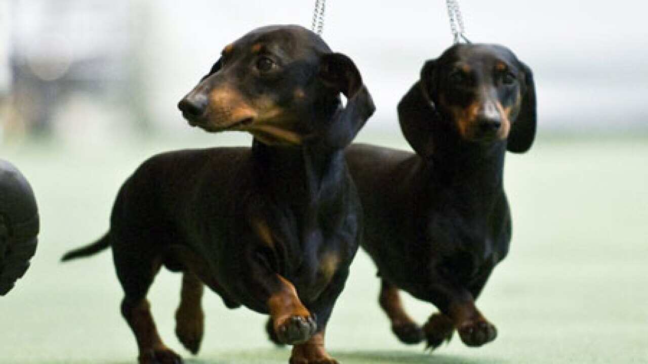 Dogs_Music_100513_aap_794382683