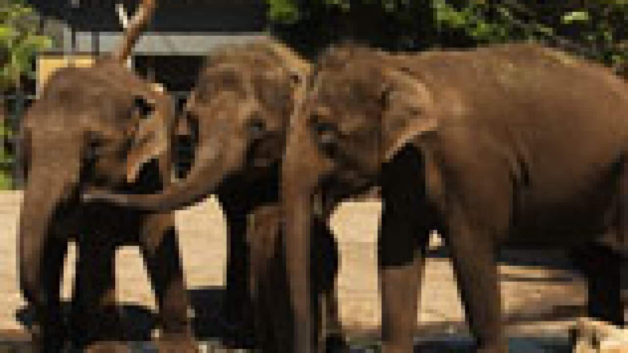 elephant_zoo_158_2062260545