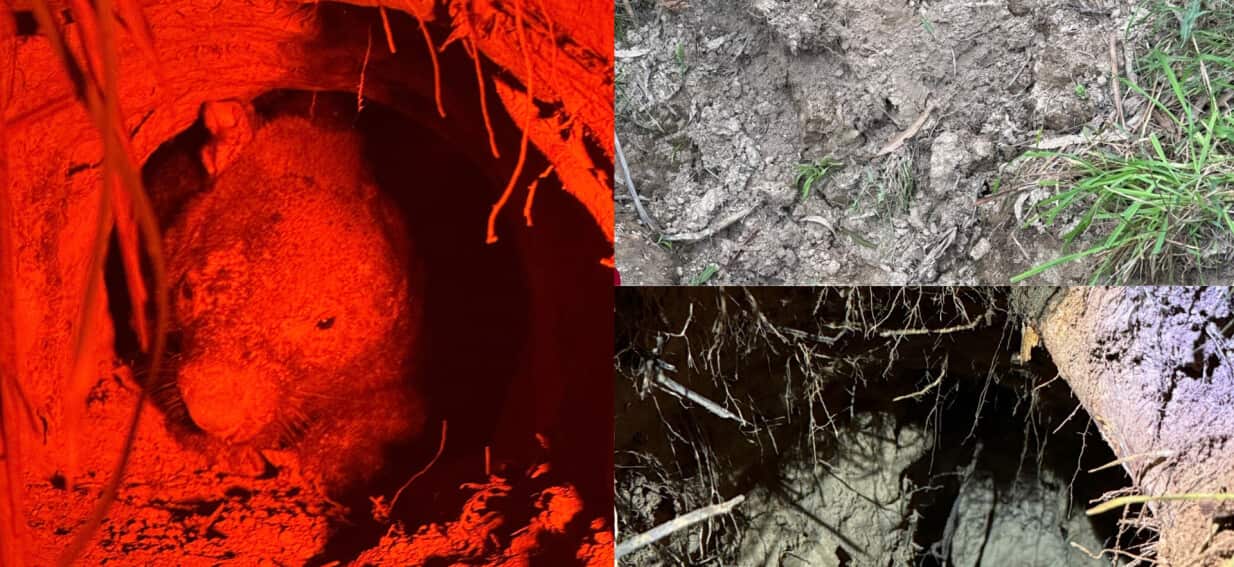 Fears wombats 'buried alive' after 'devastating' council blunder