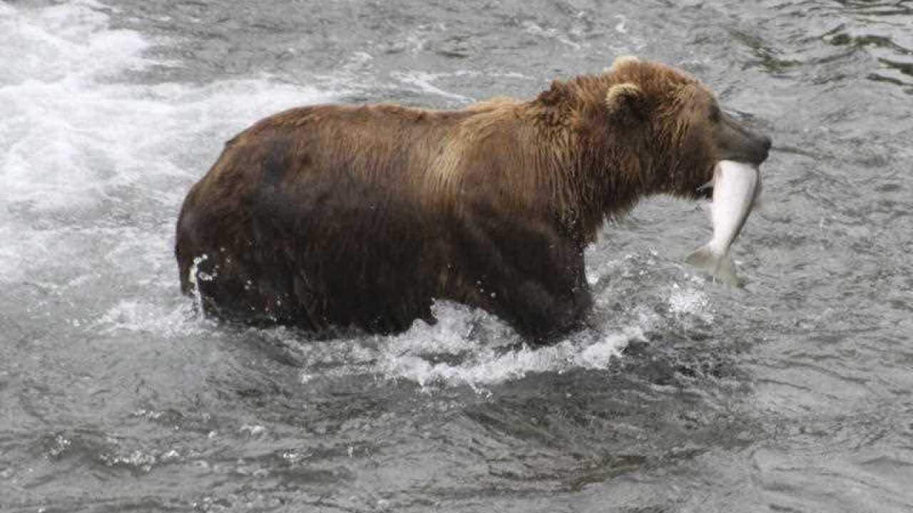 A brown bear walks to a sandbar to eat a salmon it had just caught at Brooks Falls in Katmai National Park and Preserve, Alaska.