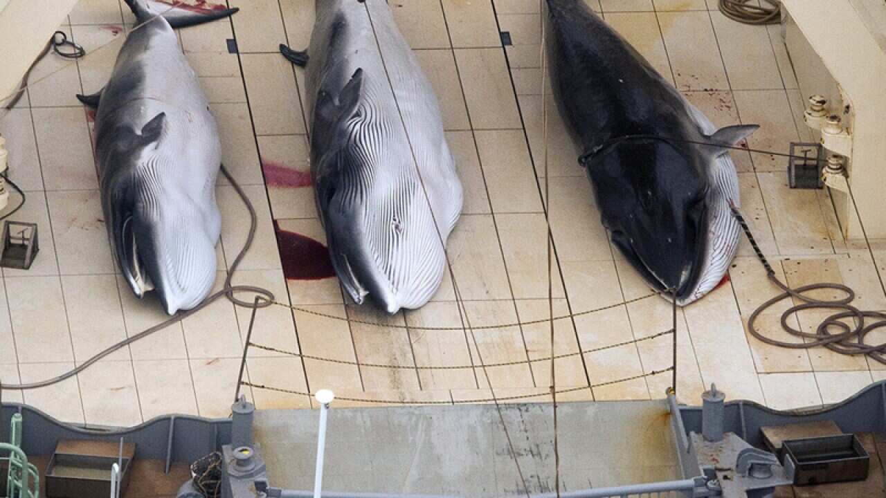 Dead protected Minke Whales on the deck of the Nisshin Maru