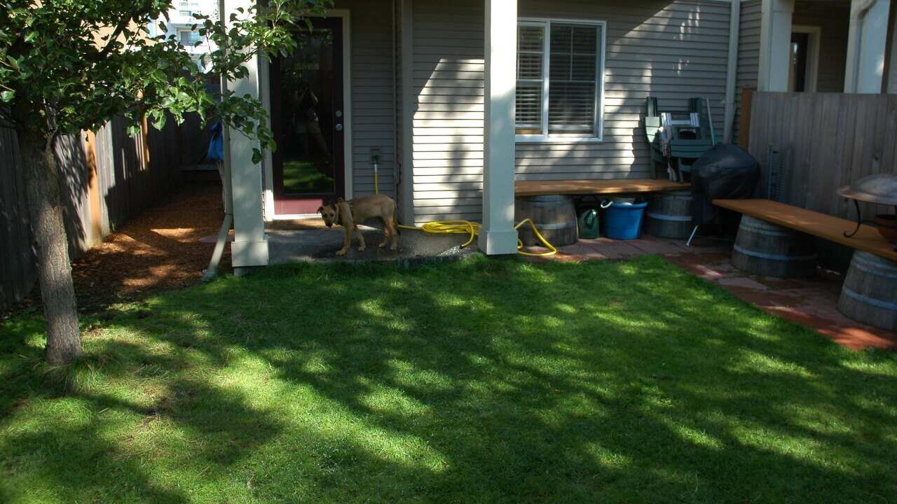 發現花園草地變得枯黃,究竟有甚麼解救方法?