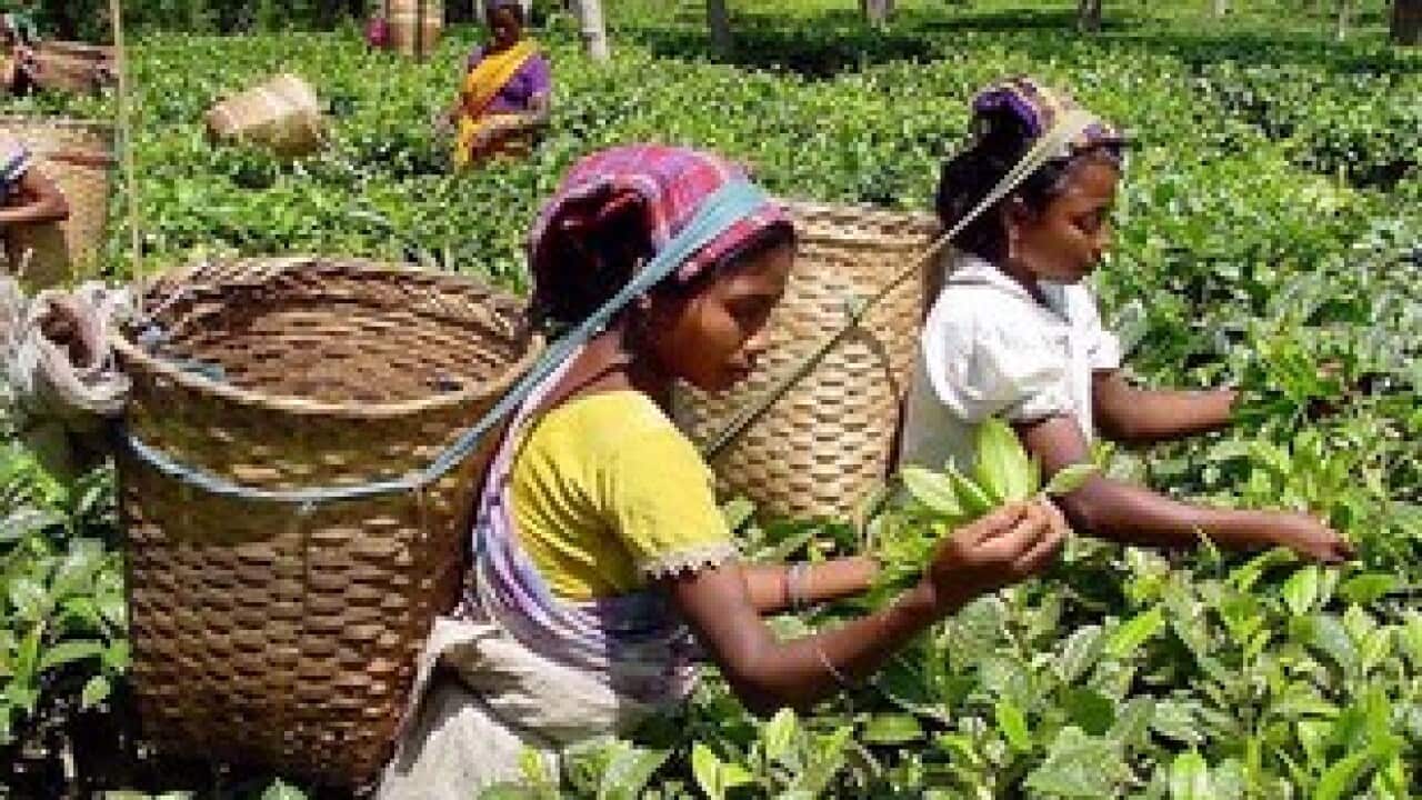 Tea plantation