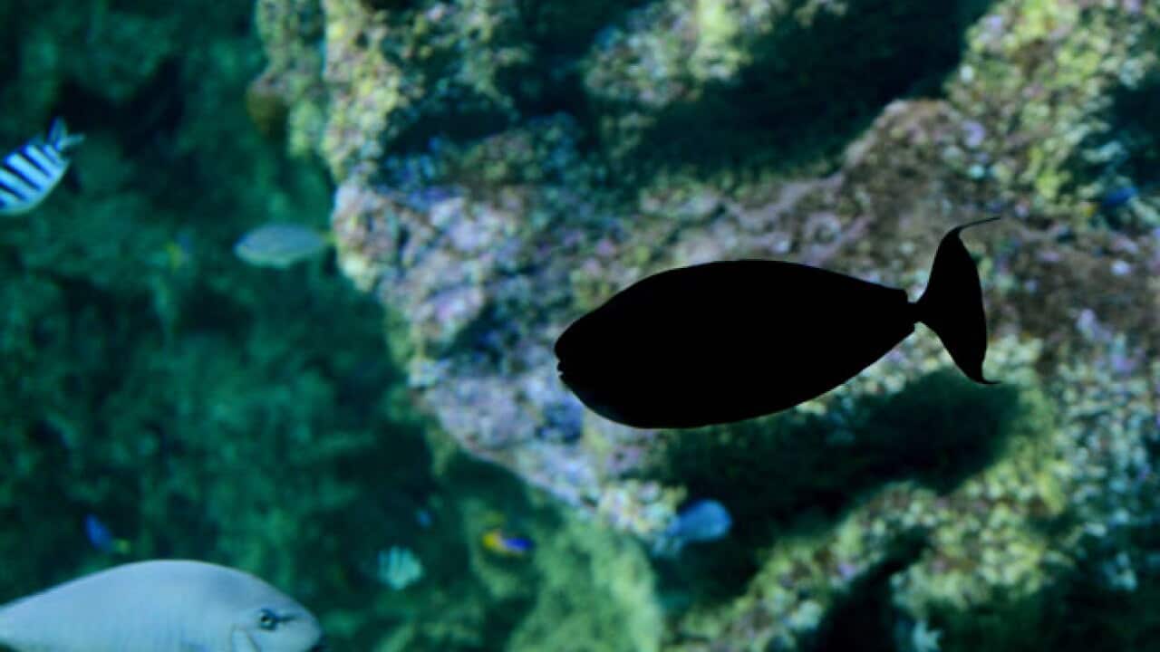 marine_reserves_120614_L_aap_445699167